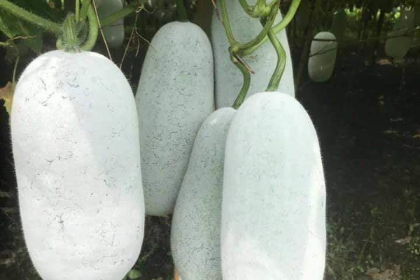 Bí thơm Bắc Kạn