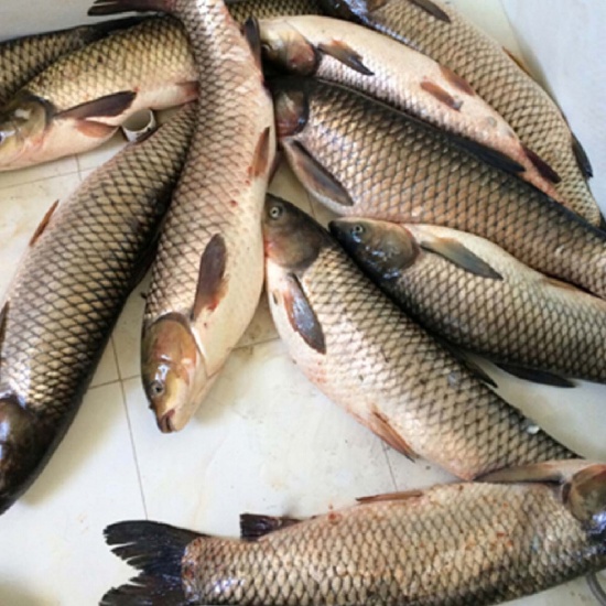 Cá trắm cả con biểu 4-5kg/con