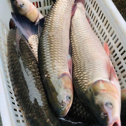 Cá trắm cả con biểu 6-7kg/con