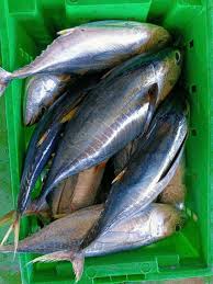 Cá ngừ (2.2kg đến 3.5kg)