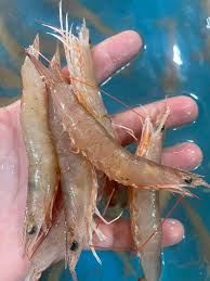 Tôm tươi Rảo đại (30-35c/kg)