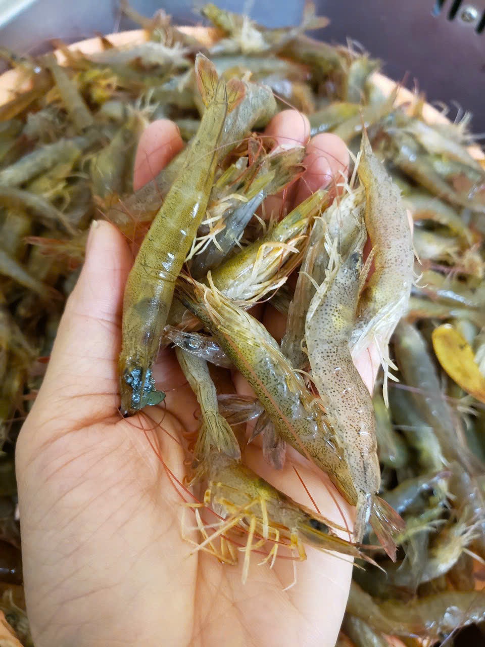 Tôm tươi rảo to (40-45c/kg)